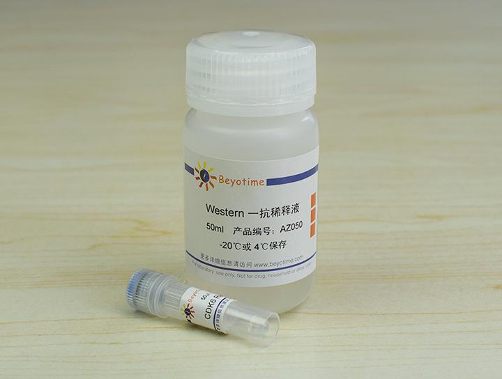 CDK6 Rabbit Polyclonal Antibody